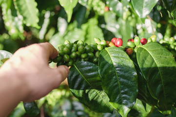 Collecting red coffee beans