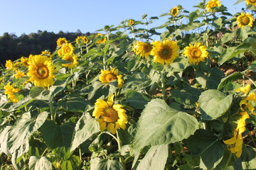 field of sunflowers and blue sky