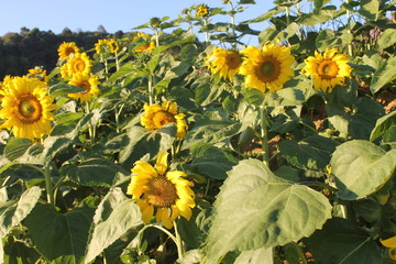 field of sunflowers