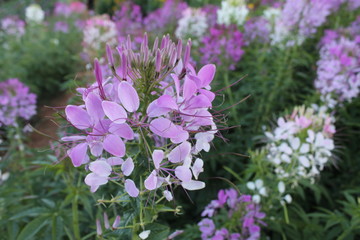 purple flowers in the garden