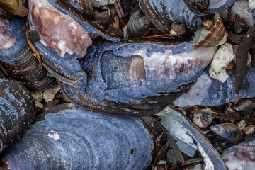 Blue Mussel Shells on Beach