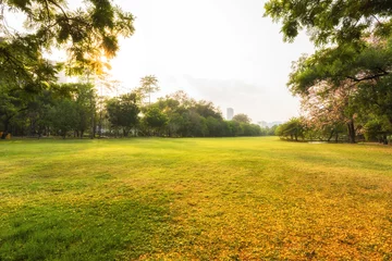 Foto op Canvas Groene zode gearchiveerd in de ochtend, landschap groen gras in het natuurpark © peangdao