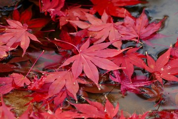 《旧池田氏庭園 払田分家の紅葉》秋田県大仙市