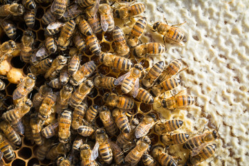 Close up view of the working bees on honeycomb