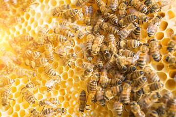 hive frame close-up