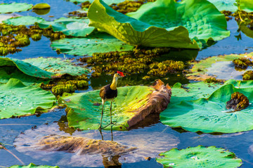 water lily in a pond