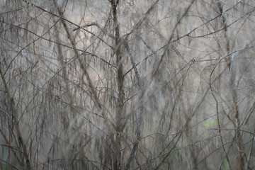 Abstract background of light tone wild growth in the woods