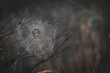 Creepy spider web on a moody background outside