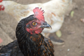 Gallina negra domestica de corral mirando de lado
