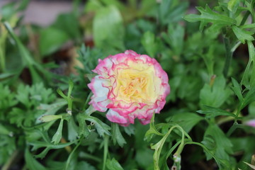 flower in the garden