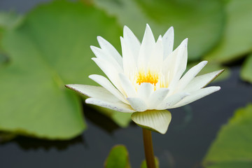 White lotus in the pool