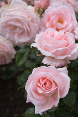 pink rose flowers in the garden