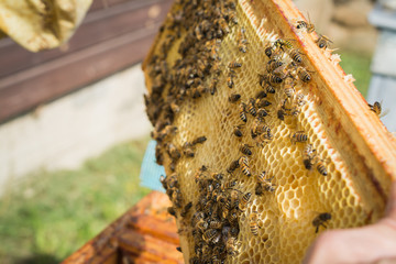 hive frame close-up