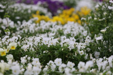 field of flowers