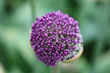 purple flower cluster