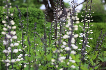 black and white foliage