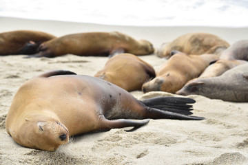 La Jolla beach, San diego, California