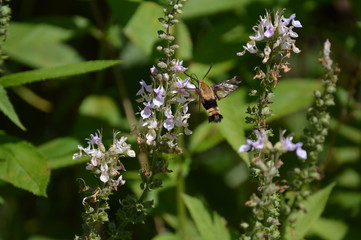 Snowberry Clearwing Moth