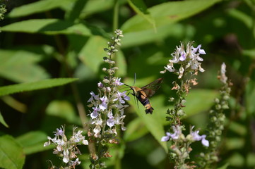 Snowberry Clearwing Moth