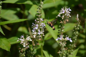 Snowberry Clearwing Moth