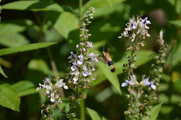 Snowberry Clearwing Moth
