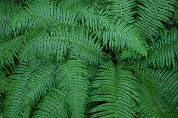 Filled with the fern leaves