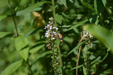 Snowberry Clearwing Moth