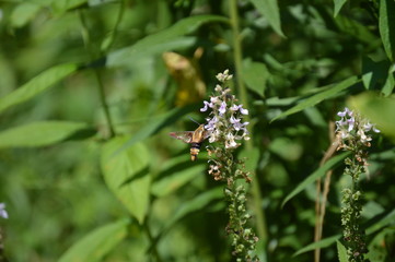Snowberry Clearwing Moth