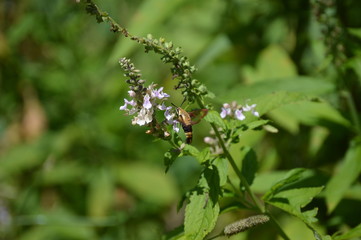 Snowberry Clearwing Moth