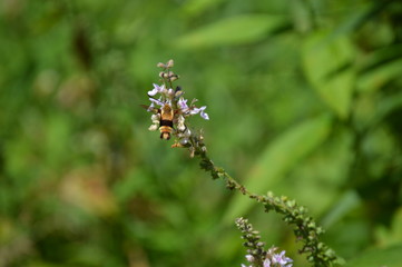 Snowberry Clearwing Moth