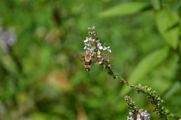 Snowberry Clearwing Moth