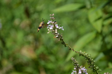 Snowberry Clearwing Moth