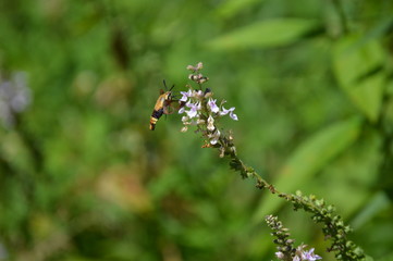 Snowberry Clearwing Moth