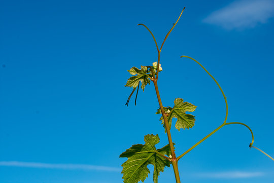 A single tendril of a grapevine stands out against a vivid blue sky, leaving room for text in this simple image.