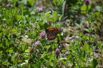 Monarch Butterfly