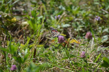 Butterfly Painted Lady