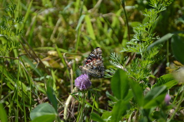 Butterfly Painted Lady