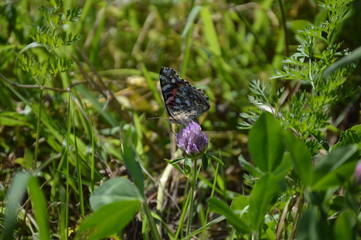 Butterfly Painted Lady