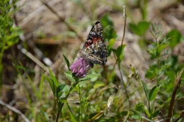 Butterfly Painted Lady