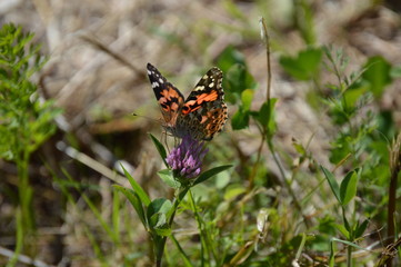 Butterfly Painted Lady