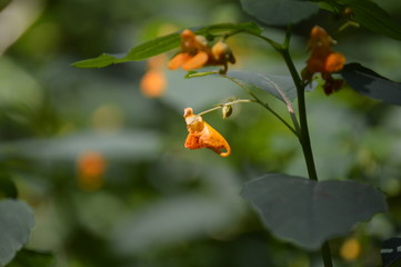 Jewelweed Side