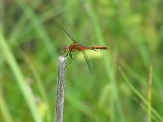 Red Dragonfly