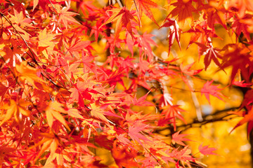 いちき串木野市冠岳の紅葉