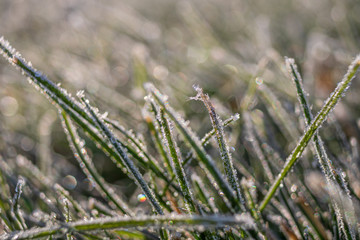 Frosty grass