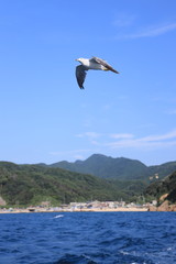 浜辺を飛ぶカモメ