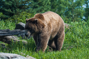 Fototapeta na wymiar Bear walking through the woods