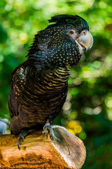 A Black Cockatoo sitting on a limb