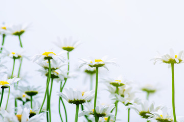 stems of large flowers of daisies against the gray sky