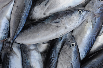 Fototapeta premium fresh fish on ice