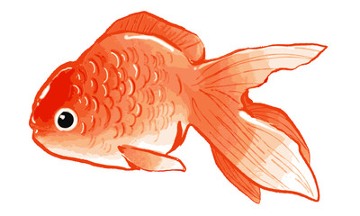 goldfish